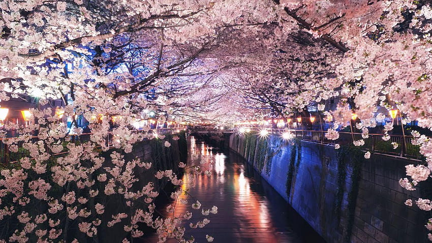Japan spring cherry blossom canal night lights, sakura night HD ...