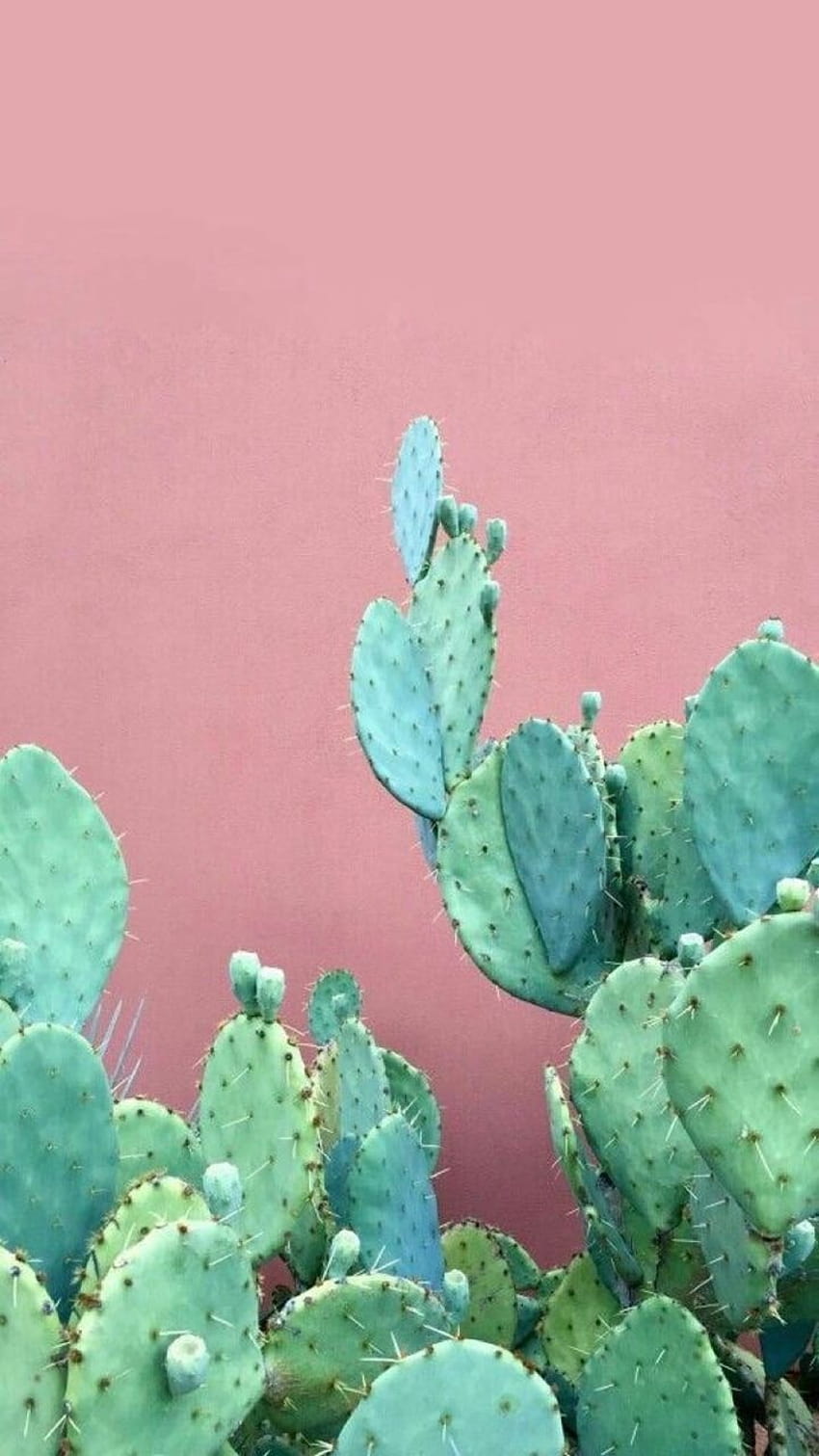 about pink in Candy Color Aesthetics by amelieath1, cactus pink aesthetic HD phone wallpaper