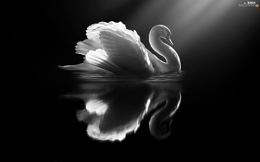ขาว, ดำ, หงส์, Bird Data Src Swan, swan bird วอลล์เปเปอร์ HD