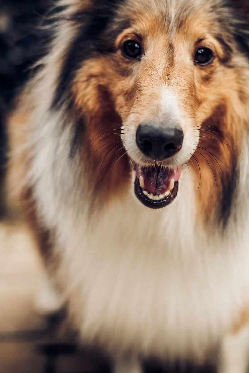 rough collie dogs HD phone wallpaper