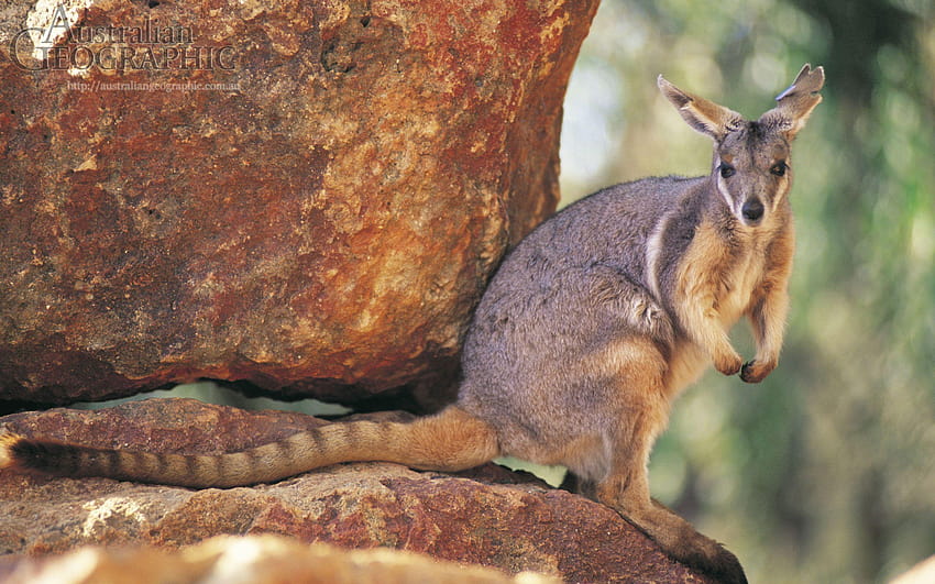 rock wallaby Full and Backgrounds HD wallpaper