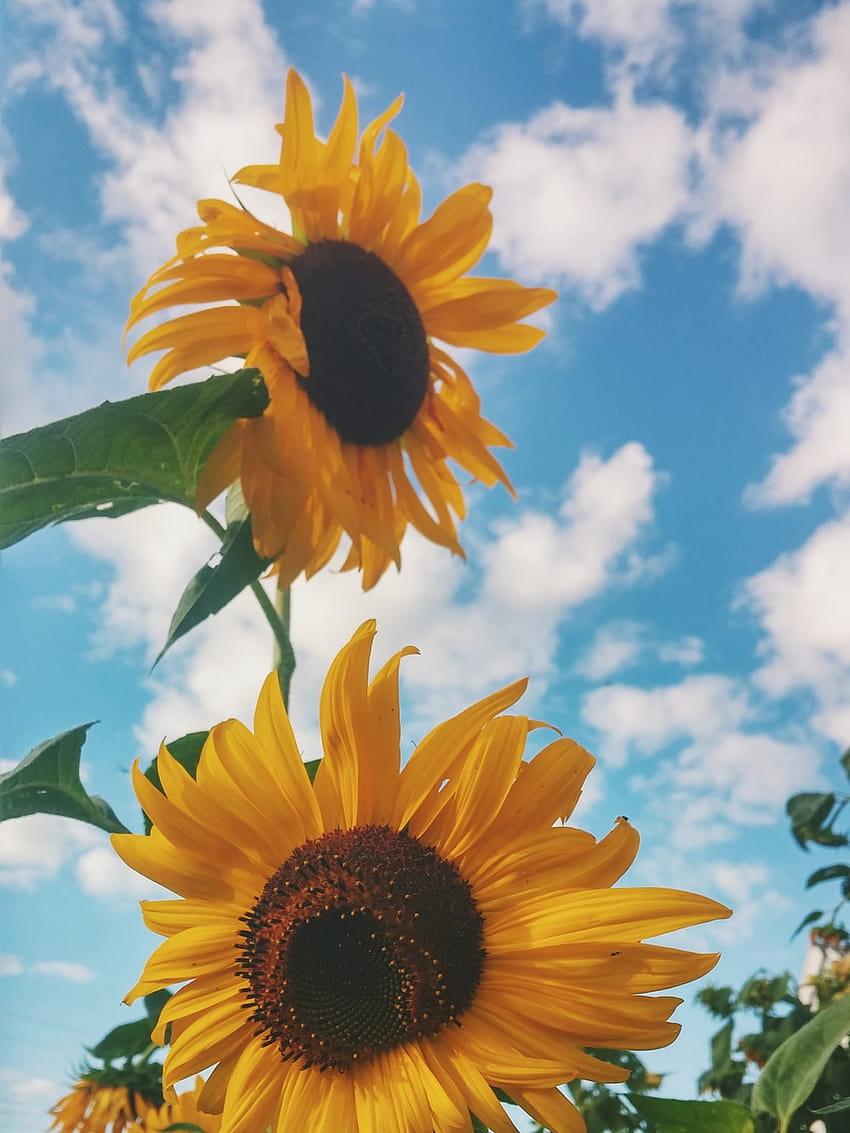 Sonnenblume: [50 HQ], gewöhnliche Sonnenblume HD-Handy-Hintergrundbild