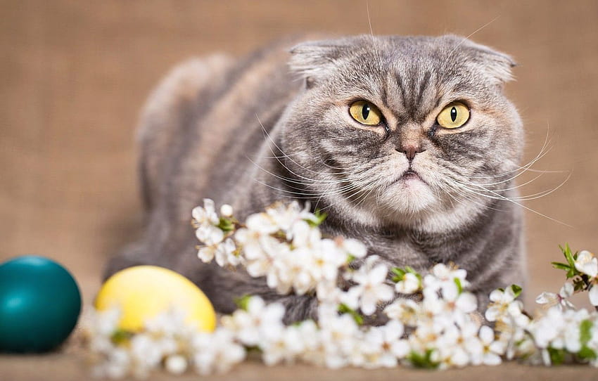 cat, cat, look, flowers, sprig, background, holiday, eggs, spring, Easter, evil, yellow eyes, painted, Scottish, Scottish fold, fold , section кошки, easter eggs cat HD wallpaper