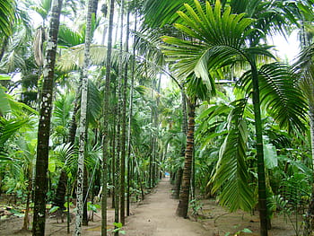 2 Konkan Beaches HD wallpaper | Pxfuel