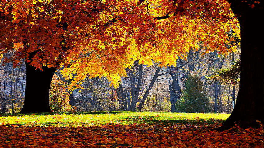 S de otoño para PC, paisajes otoñales 1920x1080 fondo de pantalla | Pxfuel