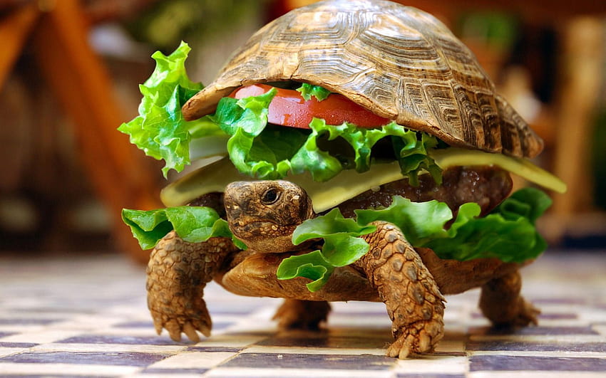 Deliziosa tartaruga e, memi di tartaruga Sfondo HD