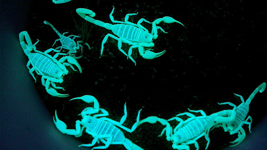 Why Scorpions Glow Under Black Light HD wallpaper