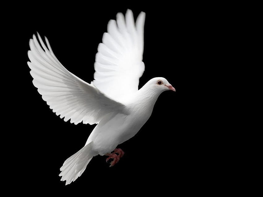 하얀 비둘기 동물 HD 월페이퍼