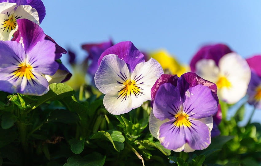 the sky, Pansy, garden violets HD wallpaper