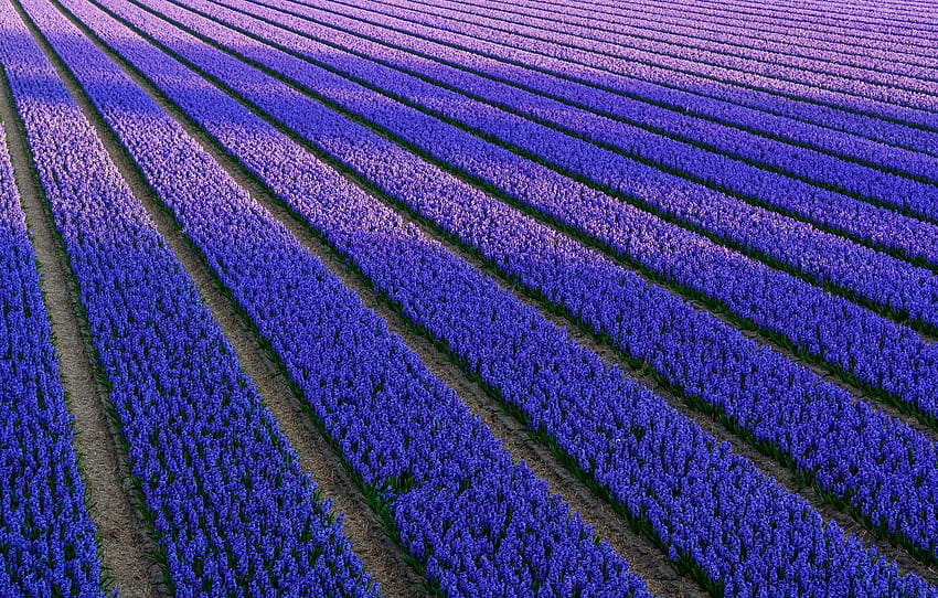 flowers, Field, blue, lilac, hyacinths for, violet hyacinths flowers HD wallpaper