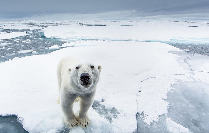 ice, snow, nature, predator, North pole, polar bear , section животные, arctic north pole HD wallpaper