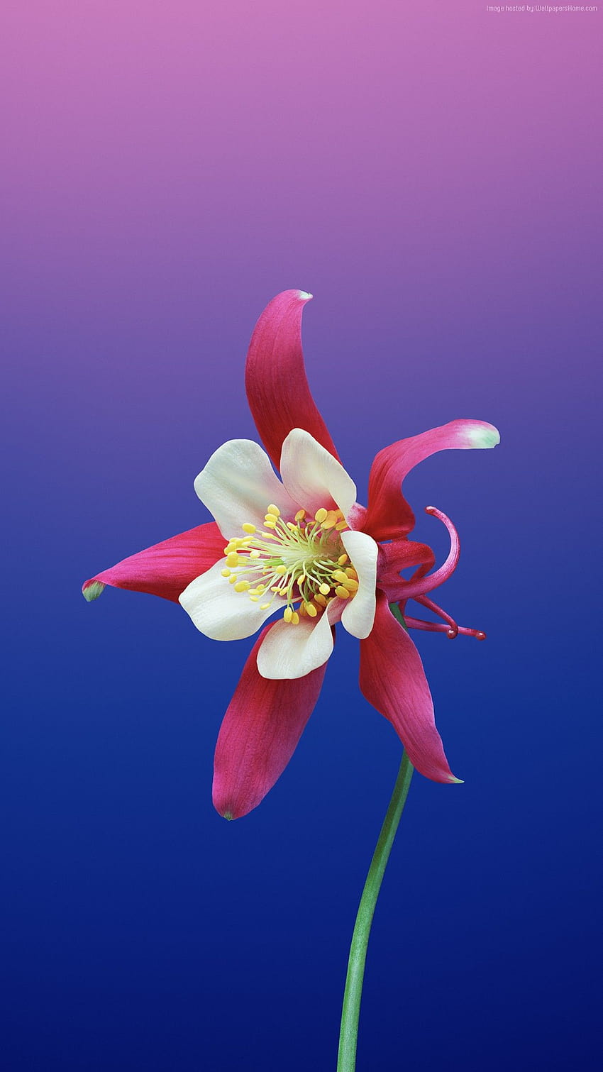 Flor de manzana, iphone 11 flores fondo de pantalla del teléfono