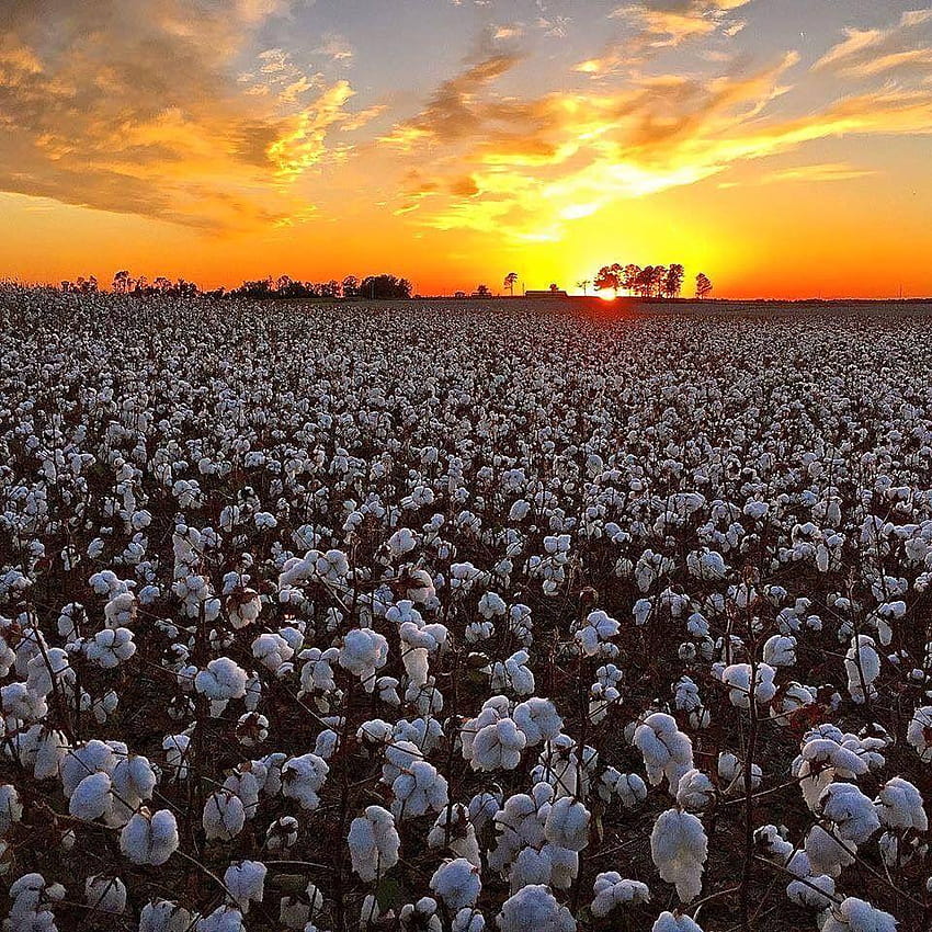 Alabama cotton field & sunset. HD phone wallpaper | Pxfuel