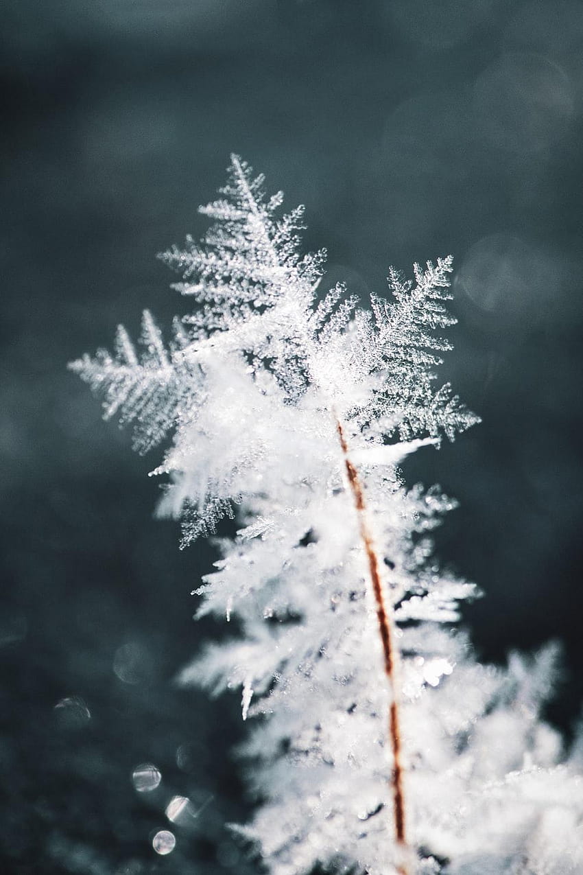 Frostige Schönheit, frostiger Weihnachtsmorgen HD-Handy-Hintergrundbild
