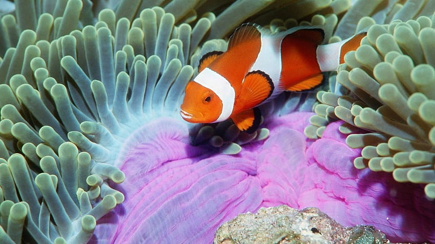 Animales peces color tropical pez payaso bajo el agua mar océano vida patrón rayas aletas, vida oceánica real fondo de pantalla