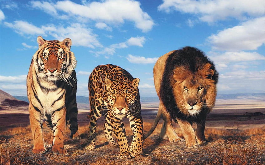 เสือกับสิงโต 1440×900 เสือกับสิงโต สิงโตกับเสือ วอลล์เปเปอร์ HD