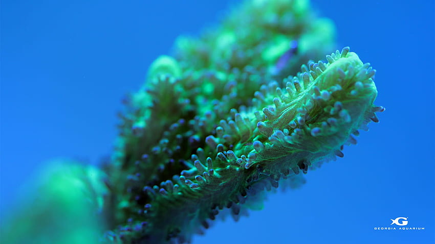Georgia Aquarium Coral Reef Awareness Week, marine biology HD wallpaper