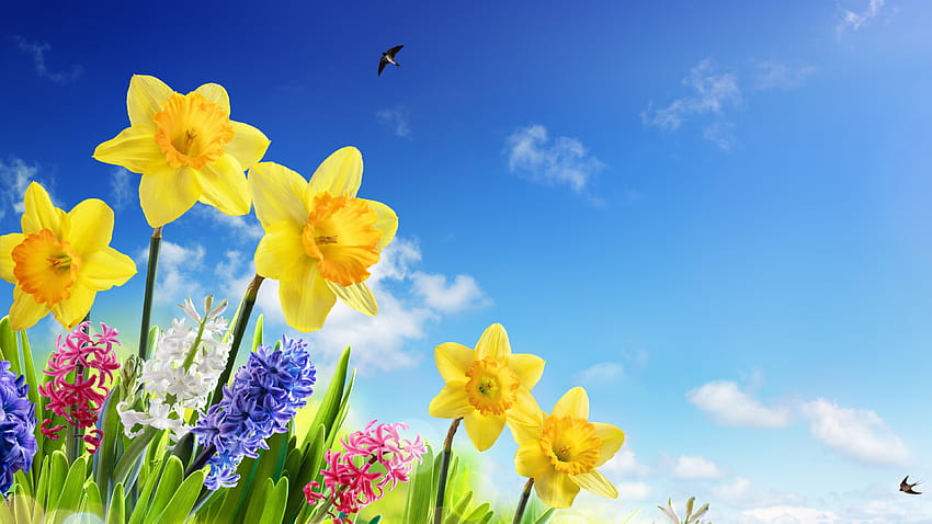 Narcisos amarelos, jacintos, flores coloridas, andorinhas, céu azul, primavera 3840x2160 U , céus de primavera papel de parede HD