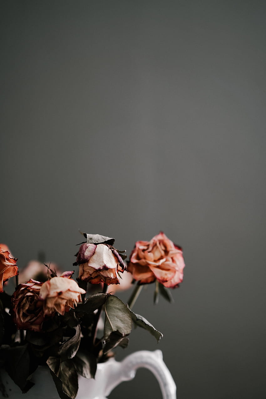 Tote Blumen auf Hund, getrocknete Blumen HD-Handy-Hintergrundbild