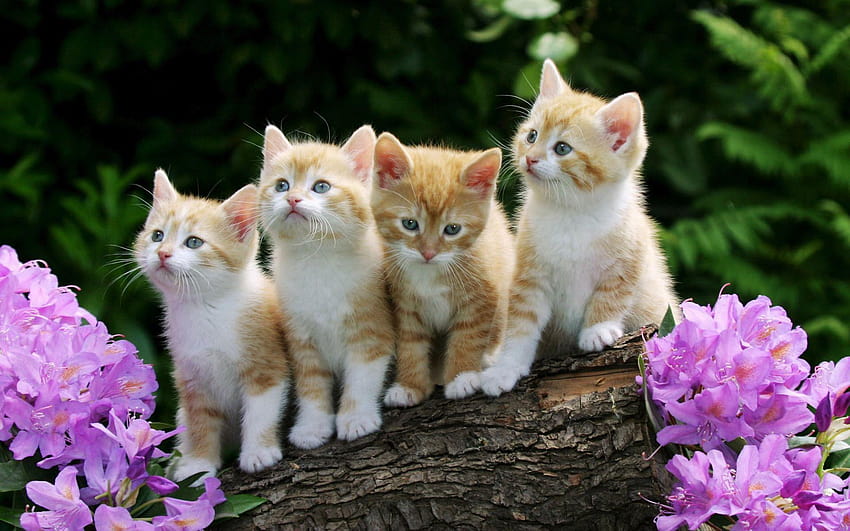 Sevimli Bebek Kediler Grubu, köpekler ve kediler HD duvar kağıdı