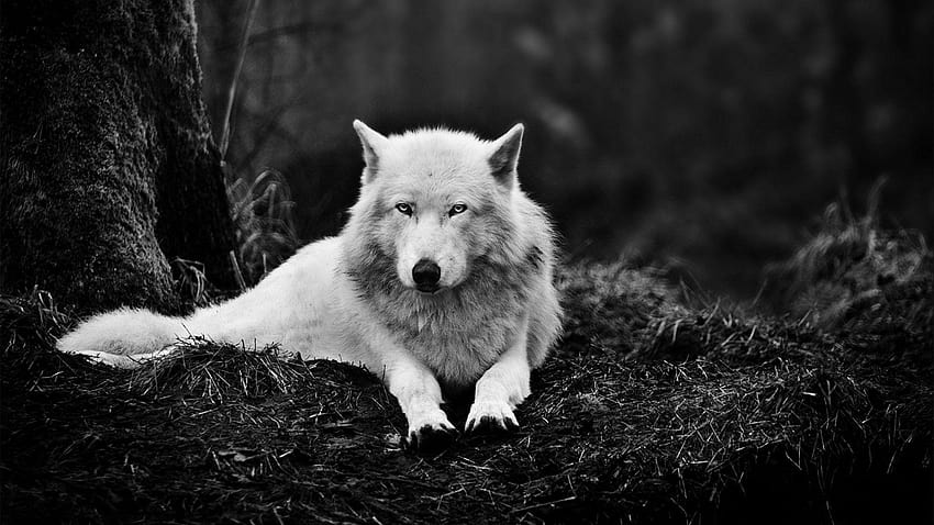Wolf Tag: Wolf Animal Breath 3d. Lobo, predadores de animais papel de parede HD