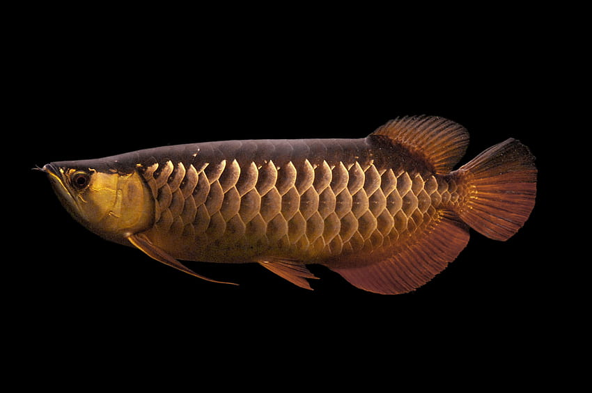 Златно кафява риба Arowana Подводно животно Тъмно HD тапет