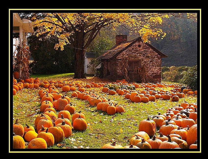 pumpkin harvest wallpaper