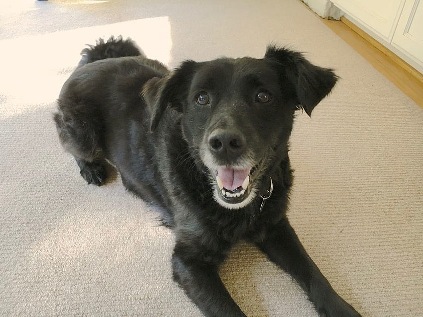ปัญหาสุนัขหายไป: ห้องแล็บสีดำเรียกร้องความสนใจ แล้วกัดมือเมื่อเจ้าของให้มัน ลูกสุนัขลาบราดอร์กรองขาวดำ วอลล์เปเปอร์ HD