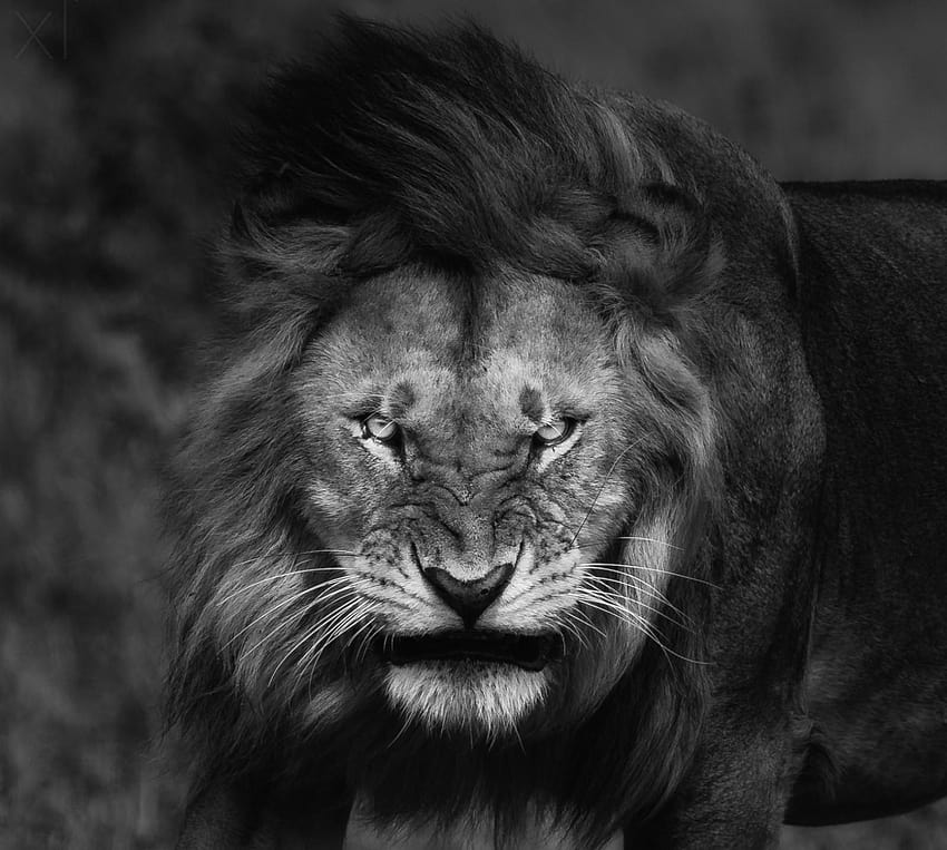 2825753 nature lion big cats fury angry portrait monochrome, angry lion HD wallpaper