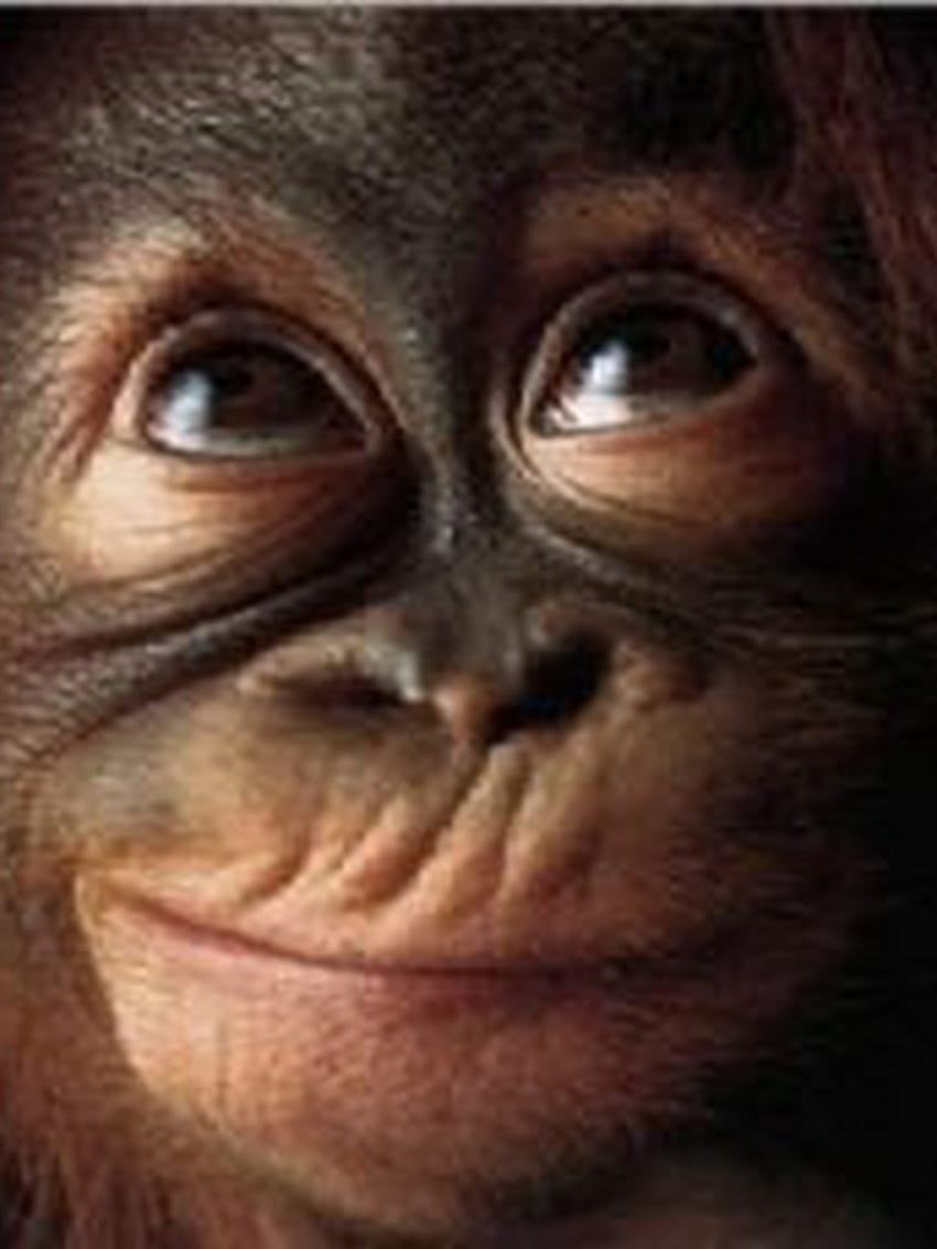 Monyet Lucu [1024x1024] untuk meme monyet , Seluler & Tablet Anda wallpaper ponsel HD