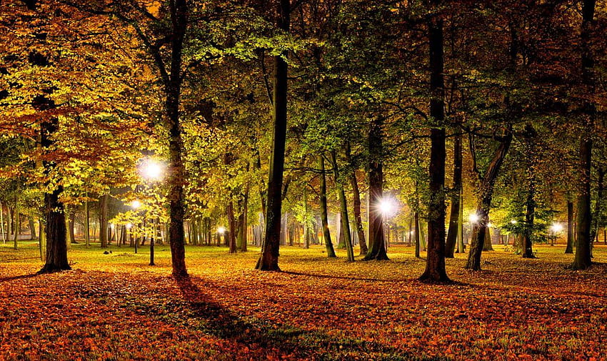 Paisagens naturais deixam luzes noturnas do parque árvores escuras outono, noite de outono papel de parede HD