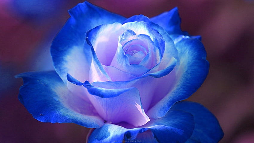 Blue Rose Flower, white blue flowers HD wallpaper