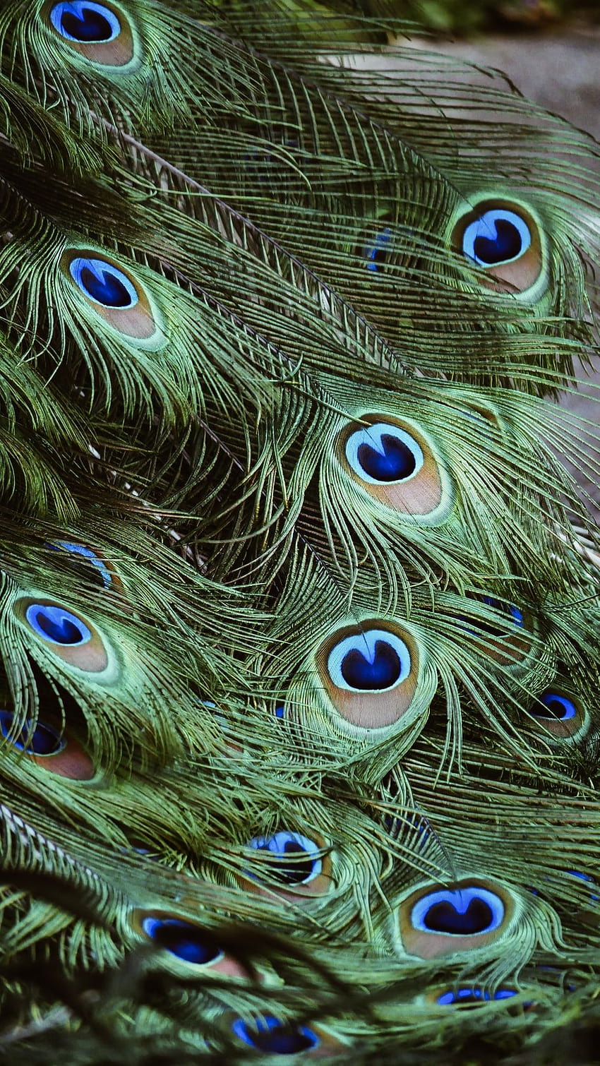 10 Peacock [], mor pankh HD phone wallpaper | Pxfuel