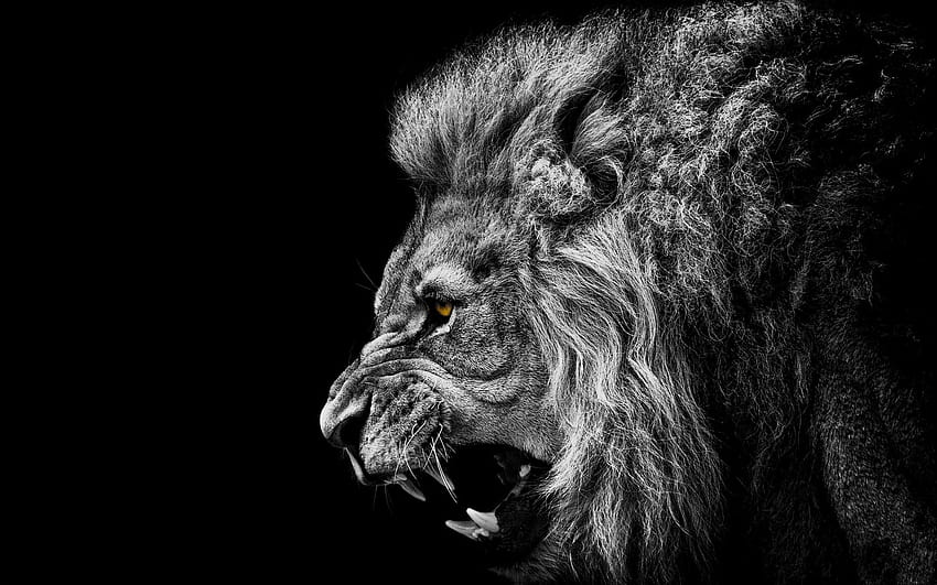 : face, animals, artwork, lion, wildlife, Africa, big cats, whiskers, head, roar, darkness, 2560x1600 px, computer , black and white, monochrome graphy, close up, cat like mammal, snout, carnivoran, organism, stock, lion eye HD wallpaper