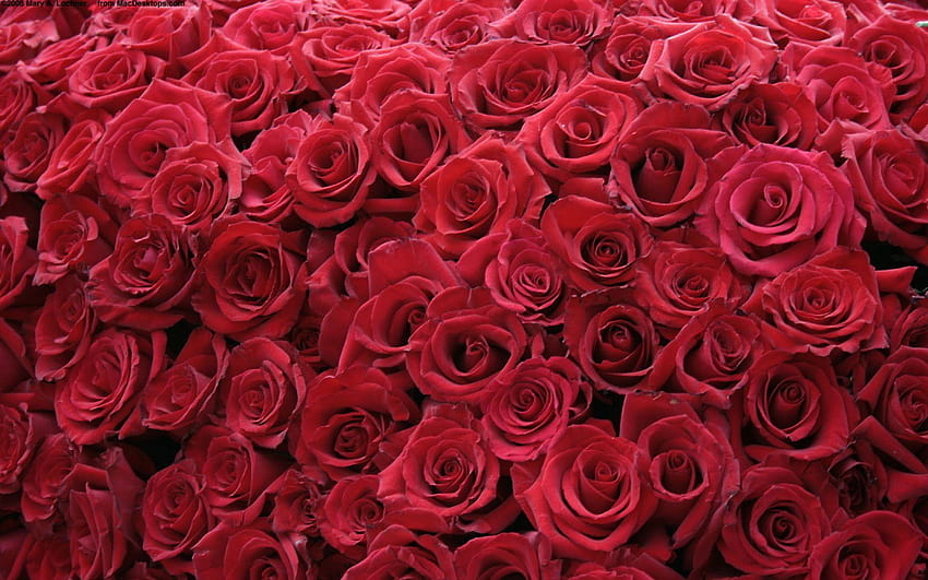 Flowers roses red rose HD wallpaper | Pxfuel