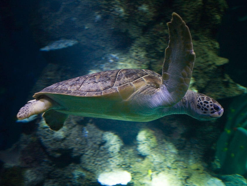 VIP Turtle Feeding Experience at Sea Life London Aquarium HD wallpaper ...