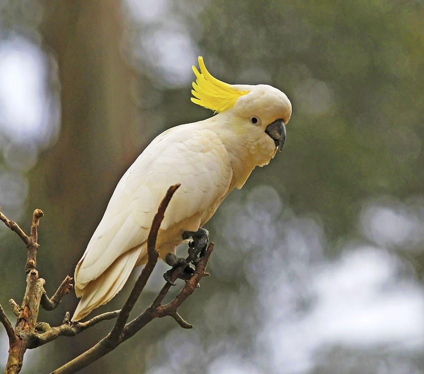 : bird, parrot, fauna, sulphur crested cockatoo, beak HD wallpaper