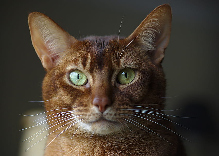 Cats Abyssinian cat Whiskers Snout Head Glance HD wallpaper | Pxfuel