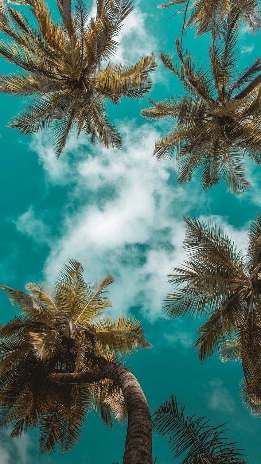 Summer Vibes Tropikal Estetik Sahil, estetik yaz havası HD telefon duvar kağıdı