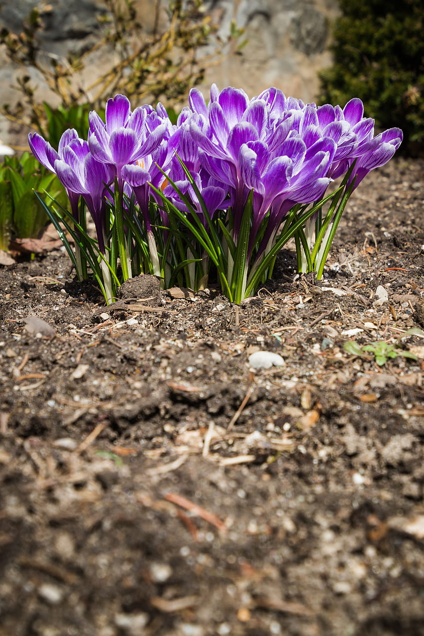 Bestand an Krokussen, Blumen, Garten, Gartenkrokusse HD-Handy-Hintergrundbild