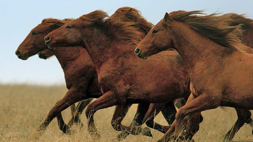 Running Horse Group 18947 Fond d'écran HD