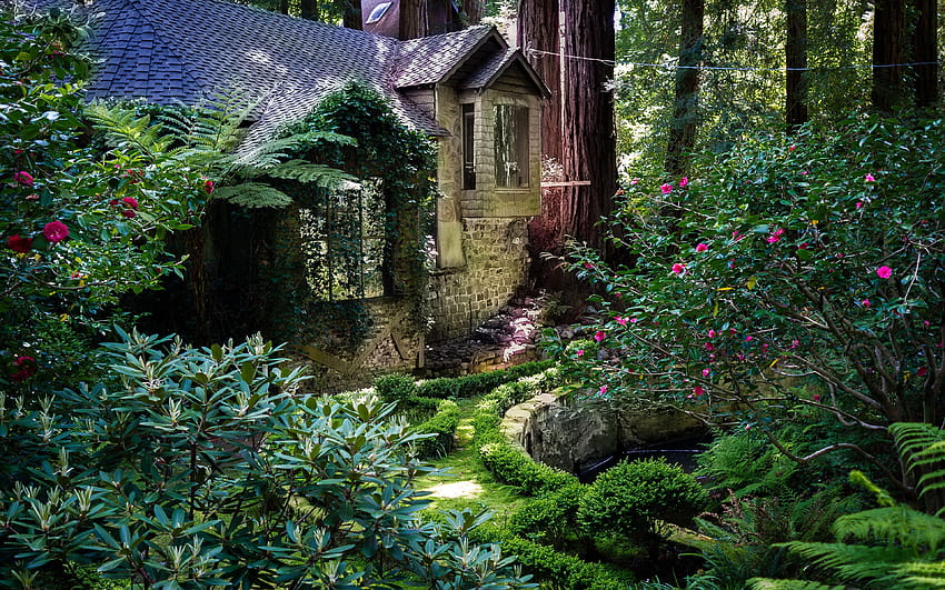 California USA Redwood National Park Nature 3840x2400 HD wallpaper