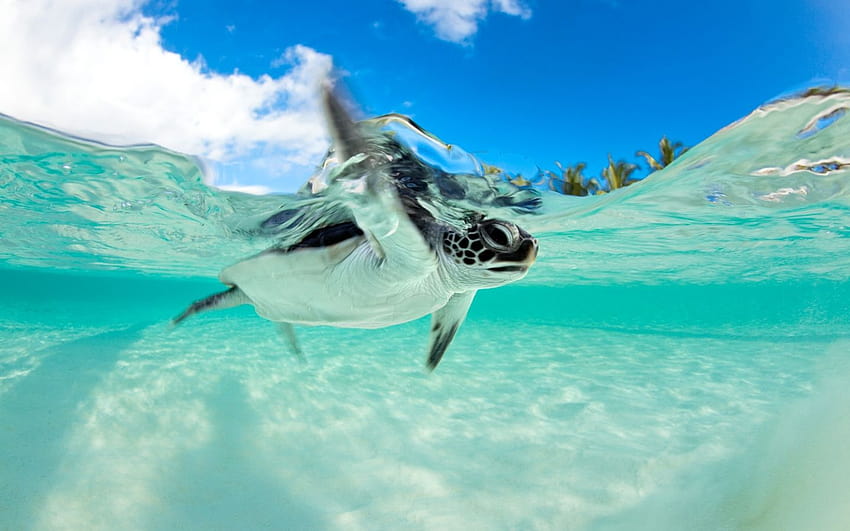 Endangered Baby Green Sea Turtle Underwater, baby sea turtles HD ...