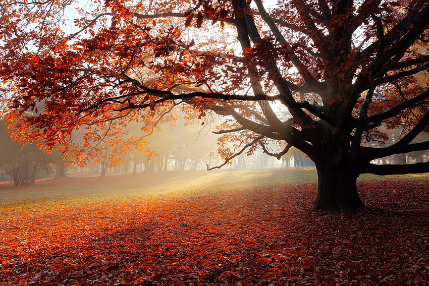 秋の公園 , 背景 高画質の壁紙