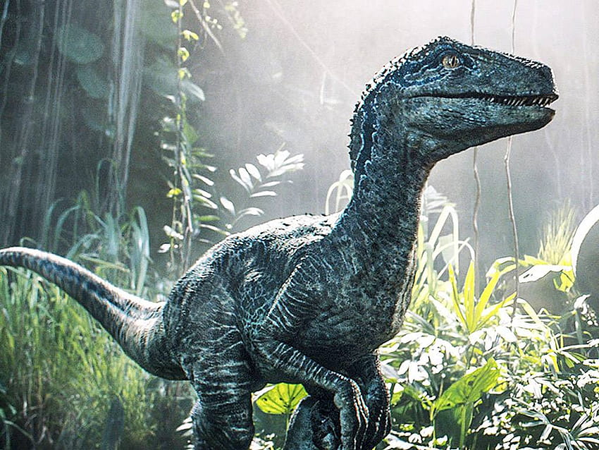 Velociraptor, membirukan raptor Wallpaper HD