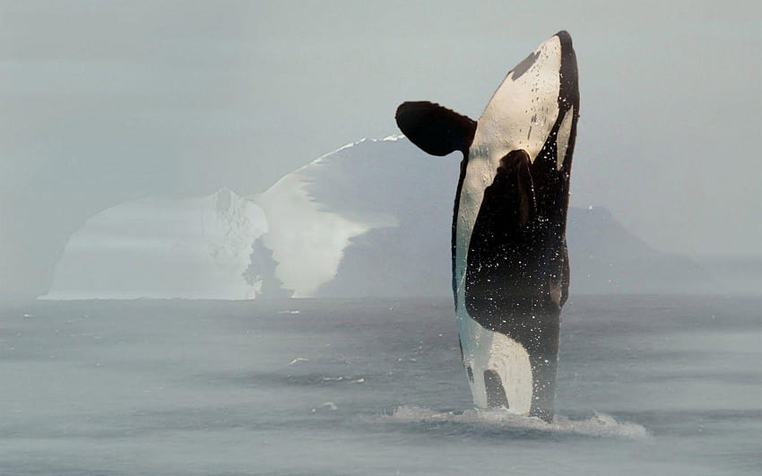 Paus Pembunuh Orca, paus orca Wallpaper HD