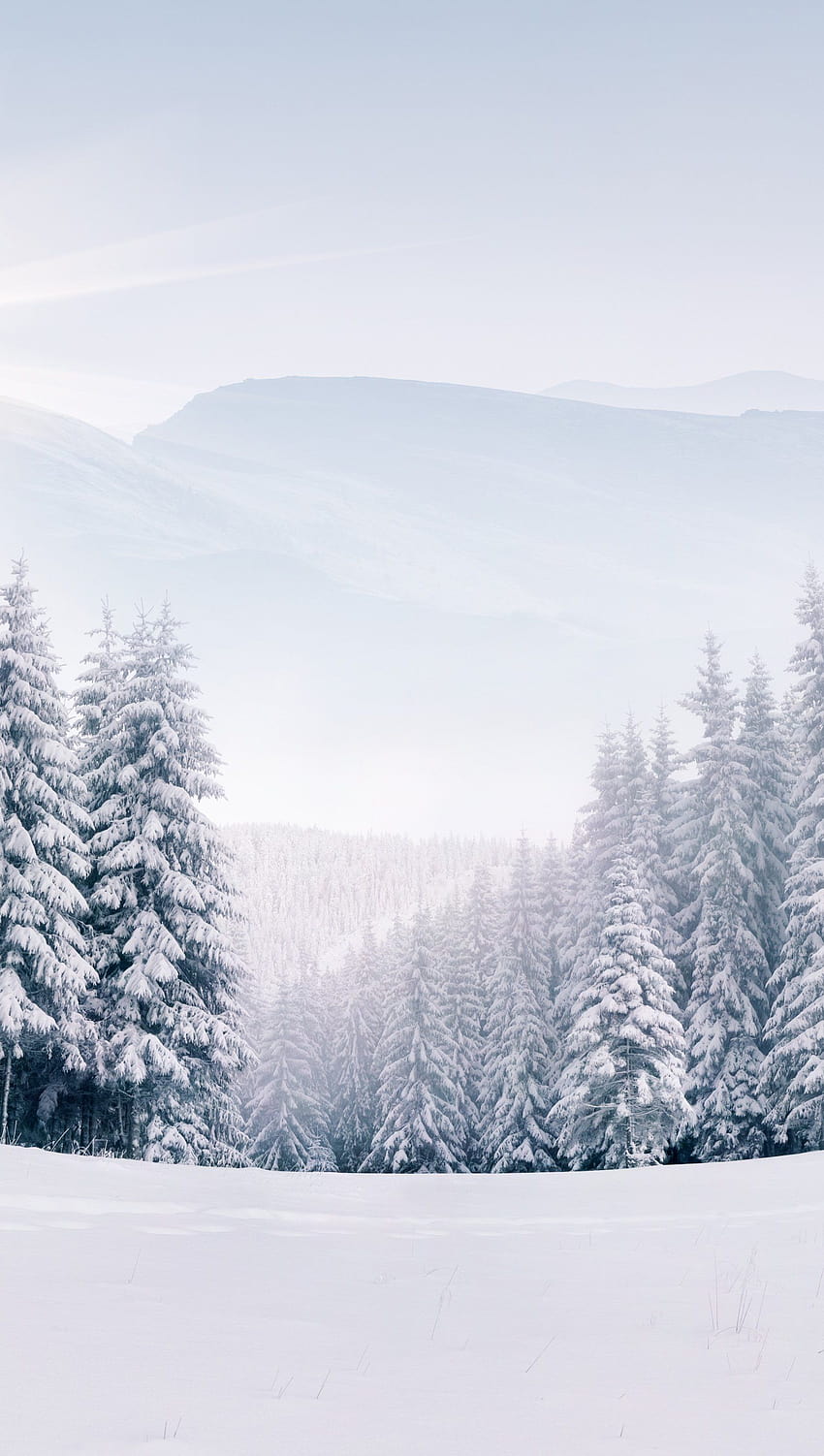 Pine trees in snowy forest in winter Ultra ID:4311, vertical winter HD phone wallpaper