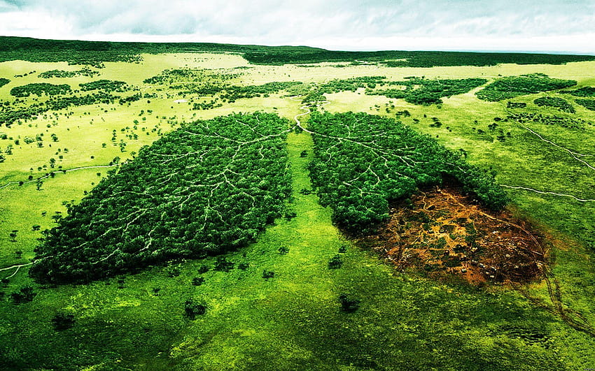 écologie, déforestation, forêt, poumons de la Planète Fond d'écran HD