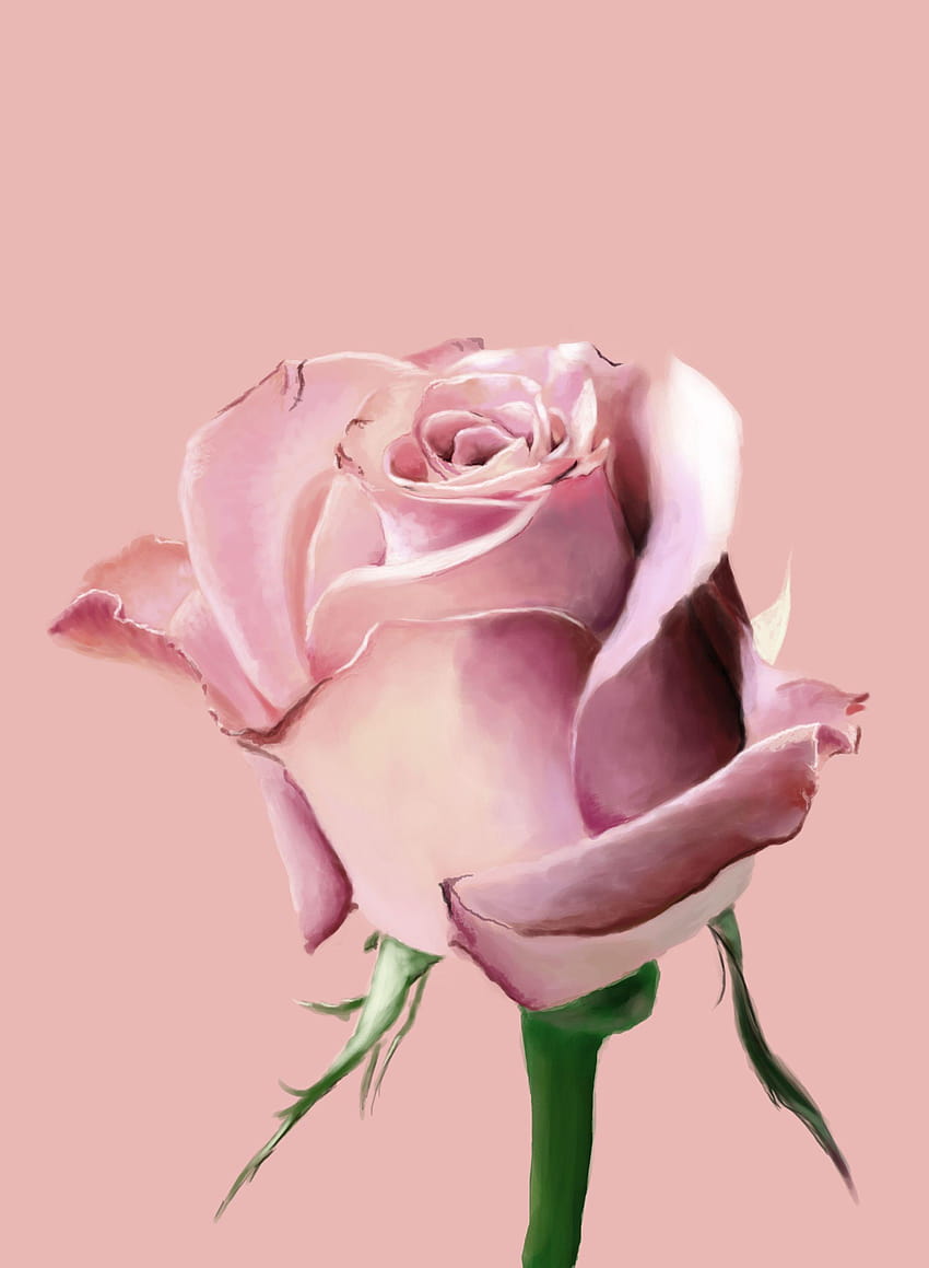 World Top : rose pink new pics, single pink rose HD phone wallpaper