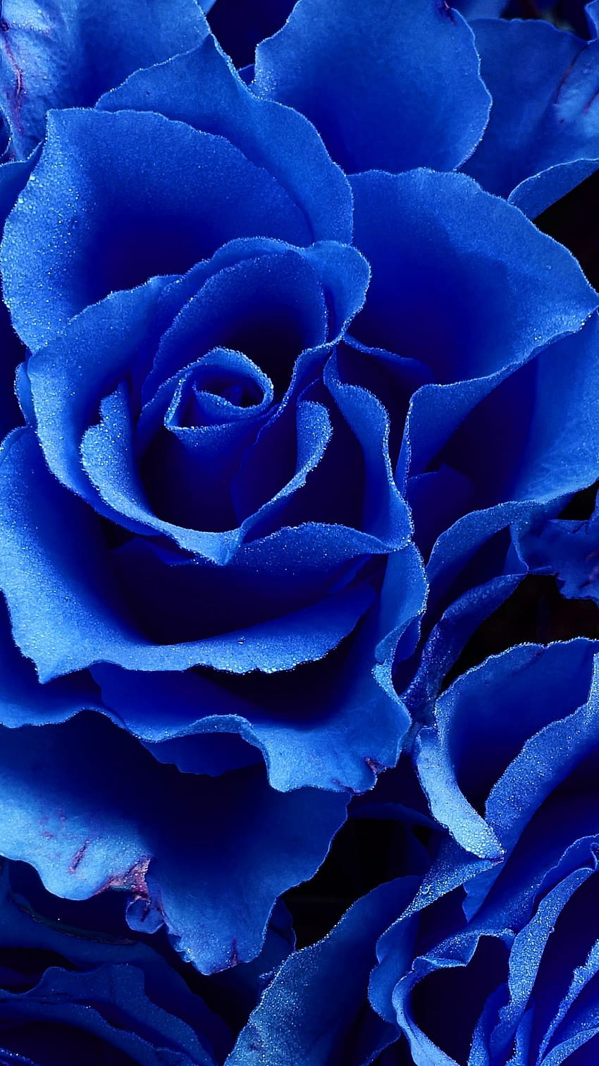 Blue rose, flowers, close up HD phone wallpaper